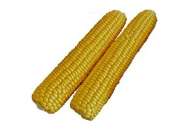 Раннее Наслаждение F1 - кукуруза сахарная, (Lark Seeds) фото, цена